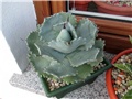 Agave isthmensis